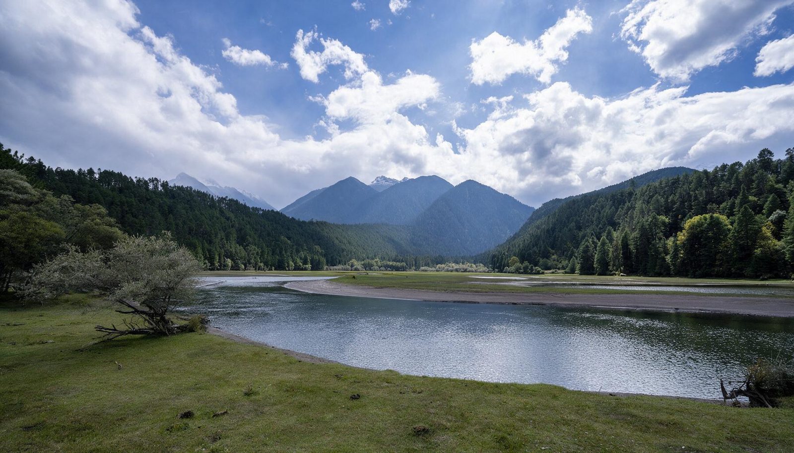 岗云杉林